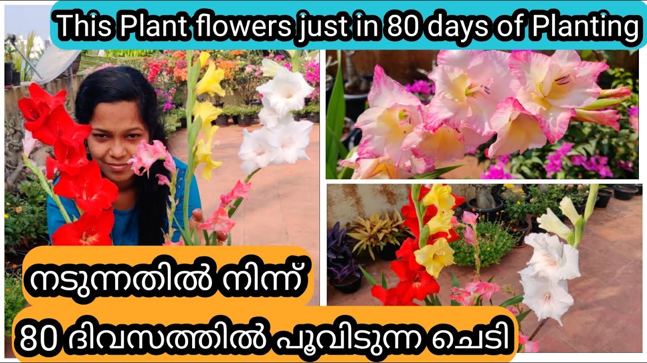 Gladiolus Complete Care | Flowering Tips | ഗ്ലാഡിയോലസ് ചെടി കിഴങ്ങിൽ  നിന്ന് വളർത്തുന്ന വിധം