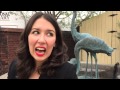 A wedding for the birds - brushing teeth with Dan episode 157