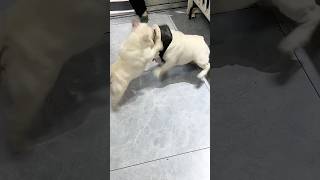 Two Dogs  Zero Peace twodogs dogchaos funnydogs petcomedy doglife