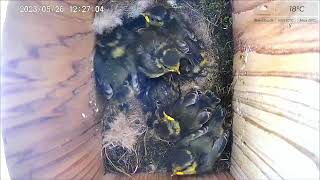 26 May AM 2023 livestream  - 5  chicks remaining from 11 - female parent absent since 16th May