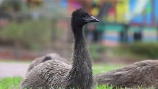 EMU CHICK CRAZIES | Tim Faulkner