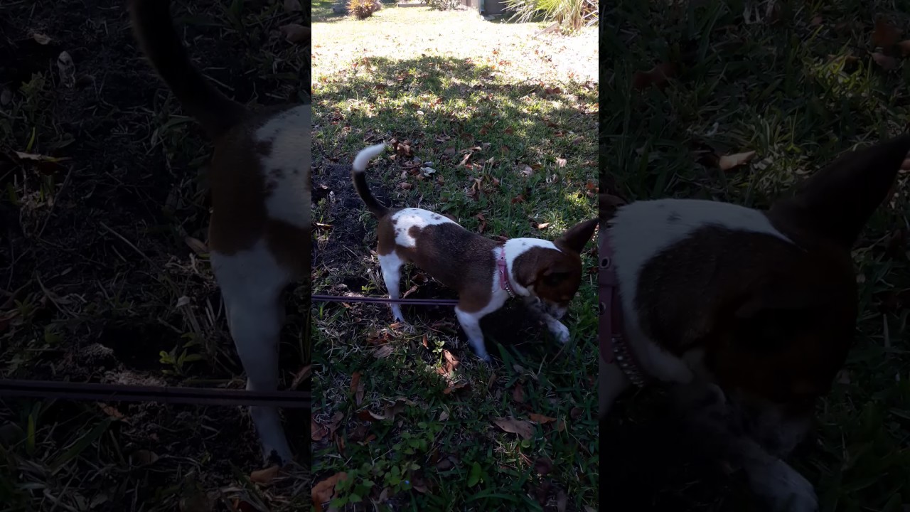Rat terrier hunting moles YouTube