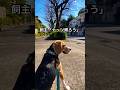 帰りたくないビーグル犬に魔法の言葉をかける飼主 #beagle #dog