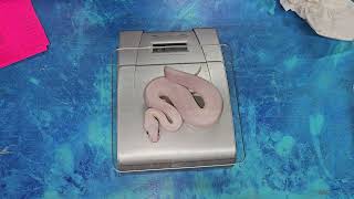 Fifteenth Ball Python Clutch of 2025 Update: BELs!