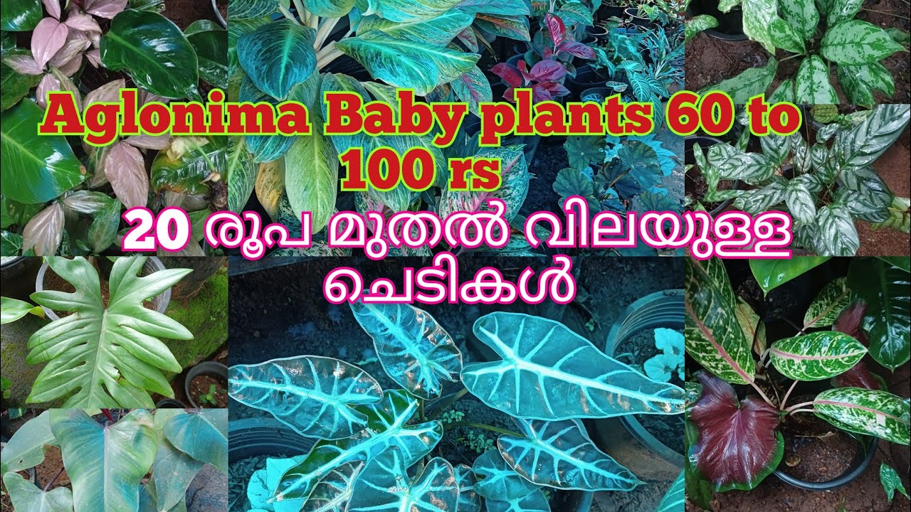 വീട്ടിൽ propogate ചെയ്ത  aglonima ചെടികൾ 60 രൂപ മുതൽ 100 രൂപ വരെ....