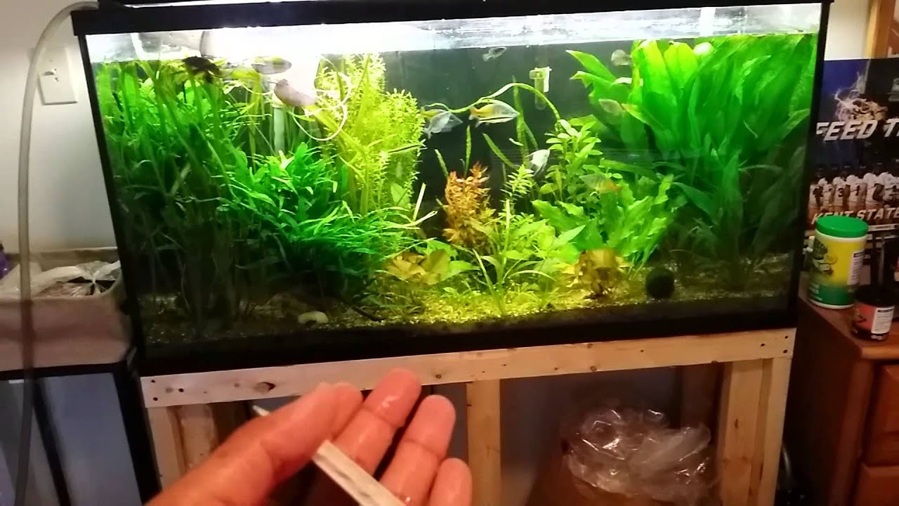 51. planted tank maintenance YouTube