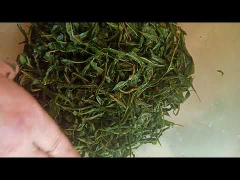 Иван-чай (кипрей). Заготовка и ферментация.Ivan tea (fireweed). Preparation and fermentation.