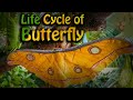 Life Cycle of Butterfly | සමනලයකුගේ ජීවන චක්‍රය