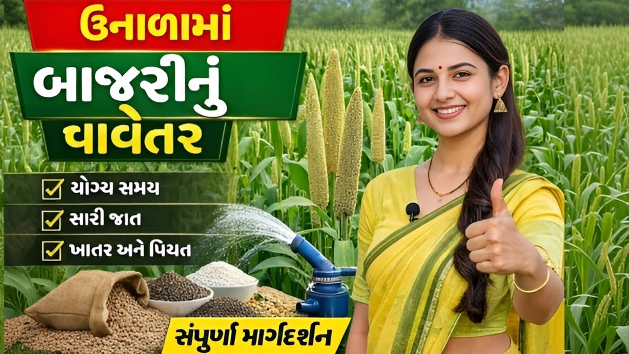 બાજરી વાવેતર સંપૂર્ણ માહિતી 🌾 | યોગ્ય સમય, જાત, ખાતર અને પિયત