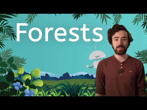 Video: What is a forest?