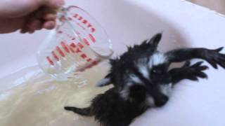 Cute n cuddly baby coons  baby racoon bath part 1 raccoon