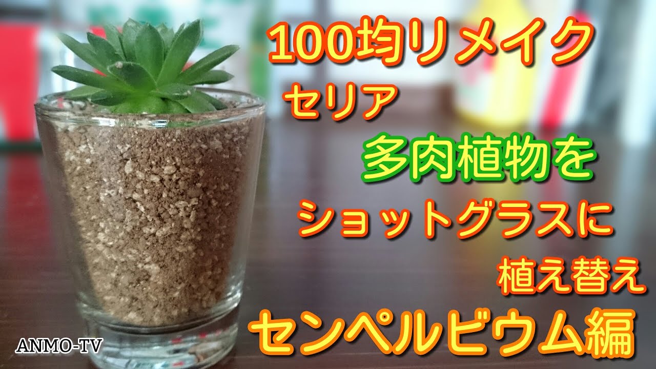 100均リメイク セリアの多肉植物をショットグラスに植え替え センペルビウム編 Youtube
