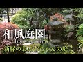 【和風庭園】新緑の季節 おばあちゃん家のお庭をご紹介 Japanese Garden 5月の新緑