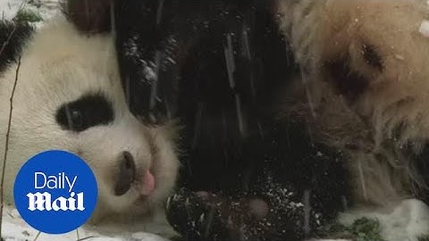 Pandas Fu Feng and Fu Ban play in the snow for the first time - Daily Mail