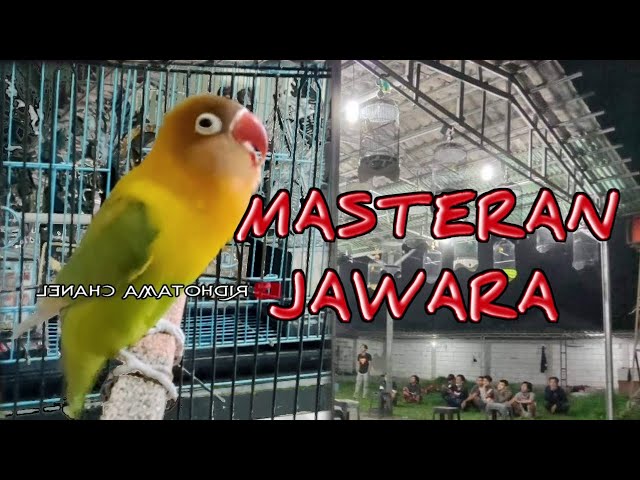 Masteran Lovebird Ngekek Panjang FULL DURASI class=