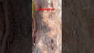 African🐜 #shortvideo #africananimals #antsbattle