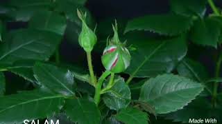 More Be Nayak Kon Sure Baje .......