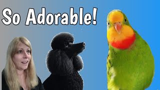 Parrot Sings to Benny the Standard Poodle Pup by Love of Pets 744 views 4 months ago 5 minutes, 51 seconds