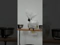 Oscar The Cockatoo Dancing!