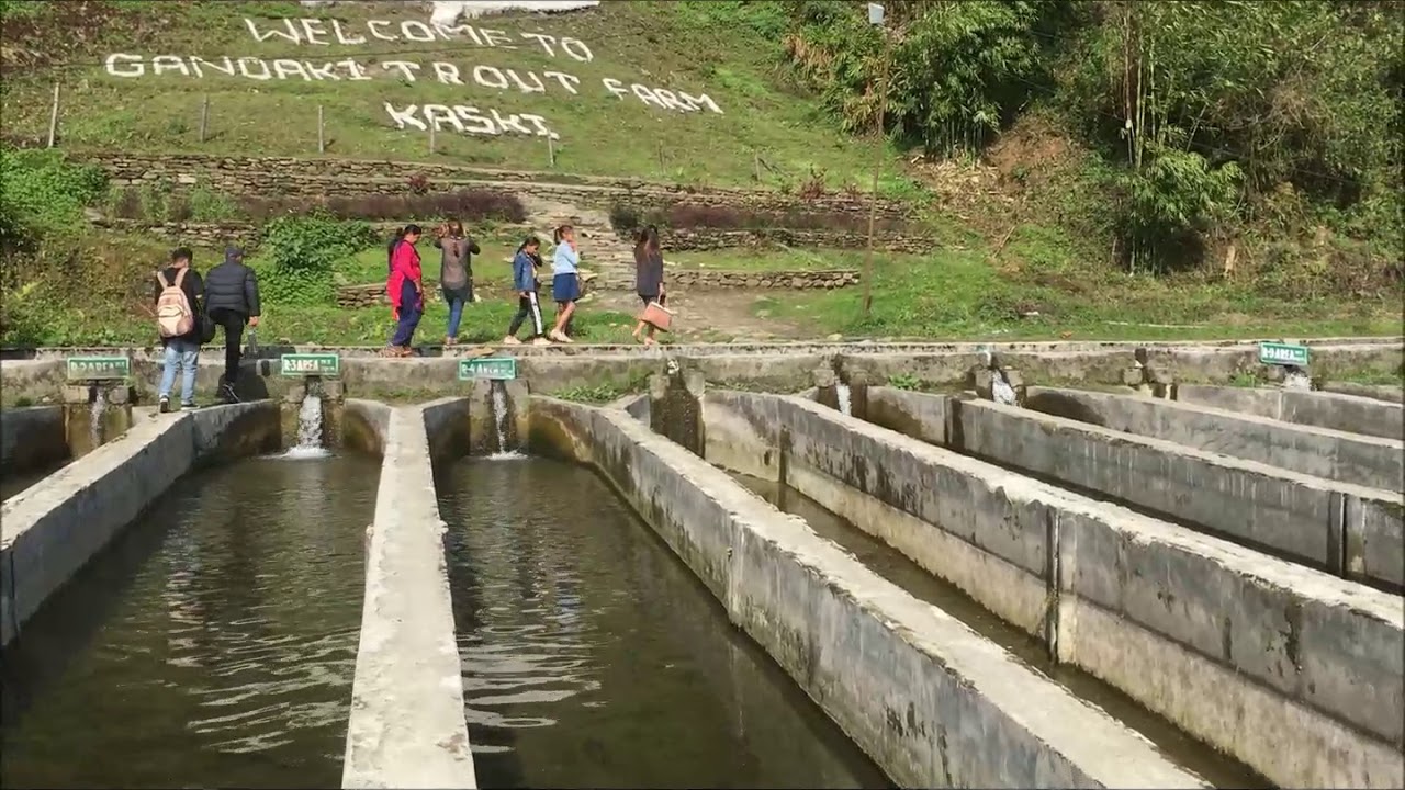 Rainbow trout fish farming system in Nepal YouTube