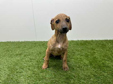 Video Crossbreed Italian Greyhound x Dachshund