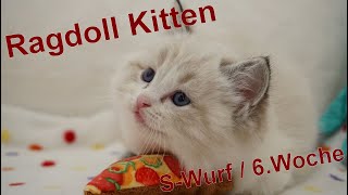 Ragdoll Kitten | unser S-Wurf in der sechsten Woche | Aramintapaws Ragdolls by Aramintapaws Ragdolls 159 views 11 months ago 44 seconds