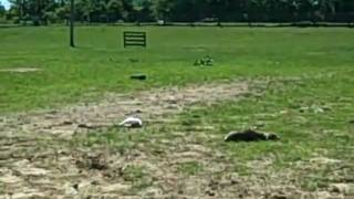 Boneless Beagle Farm