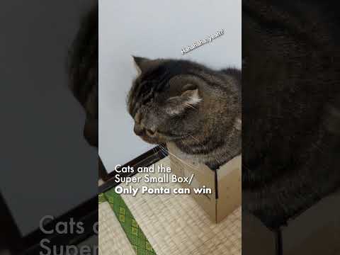 猫と超小さい箱／ポンタしか勝たん