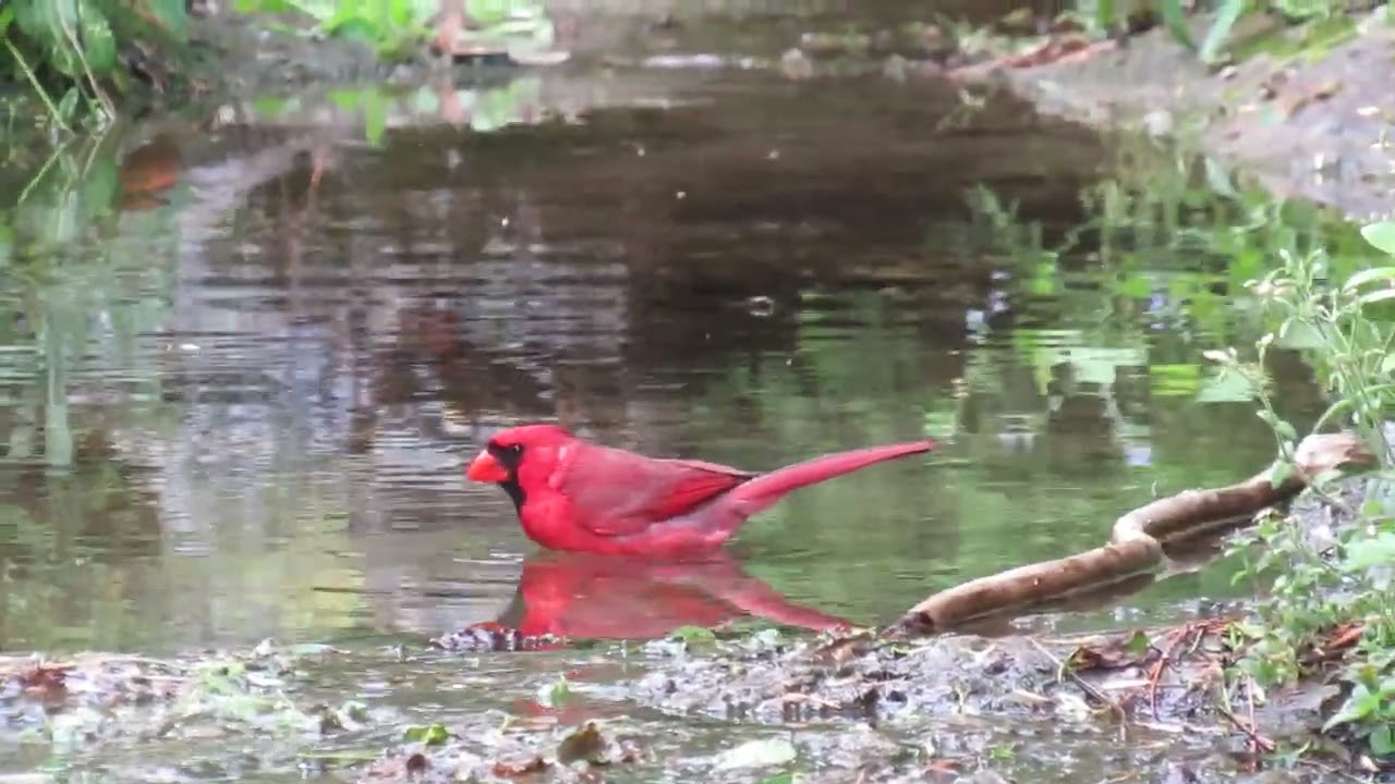 Northern Cardinal, Rockway Gardens, Kitchener