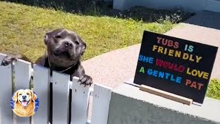 Tidak Ada yang Mau Berteman dengan Pitbull Ini