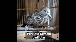 Mengungkap misteri perkutut cemani berubah jadi ular cobra