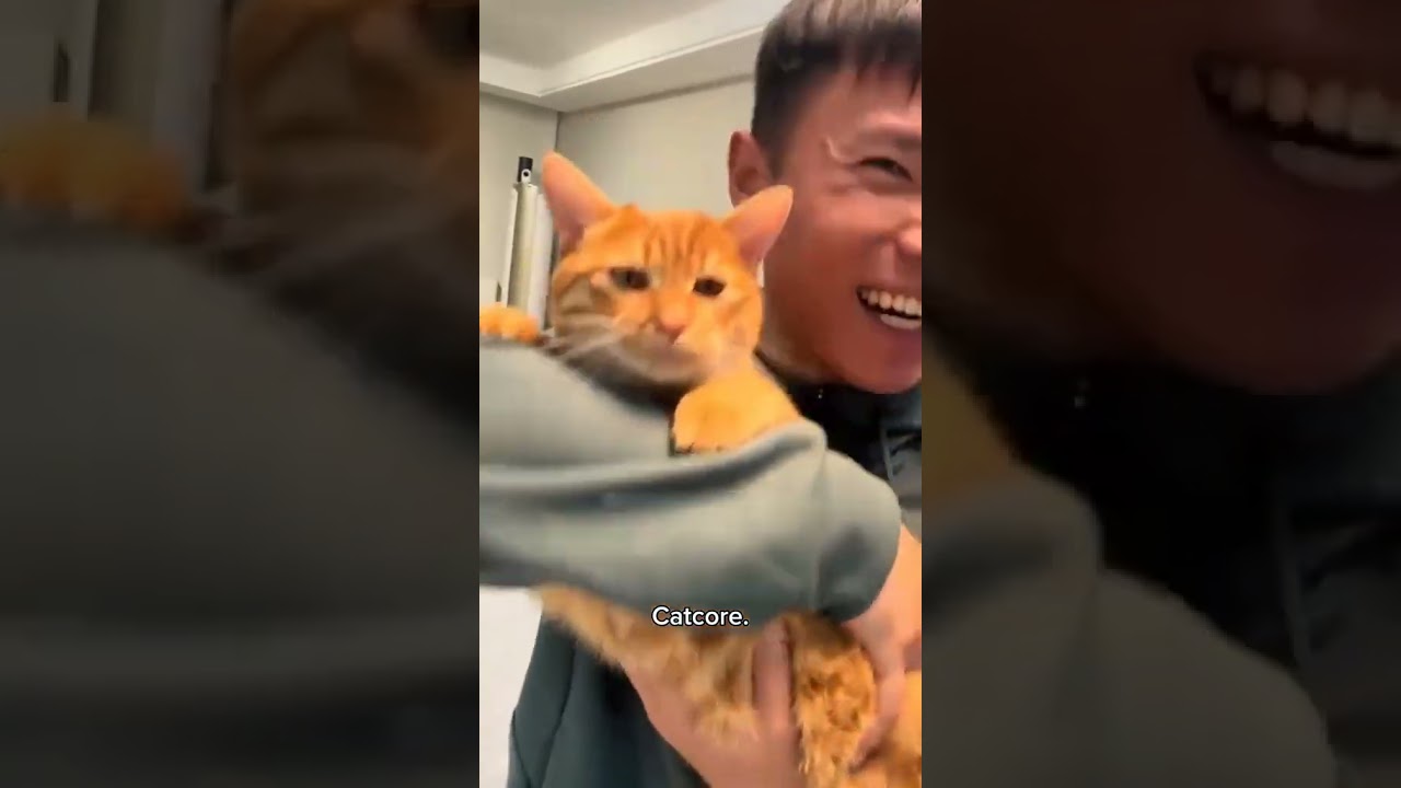 Funny CAT Moments 😂😂 episode 7733 