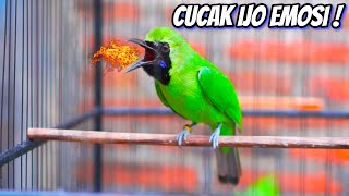 CUCAK IJO OVER EMOSI, BIKIN CUCAK IJO ANDA JERIT JERIT JUGA !