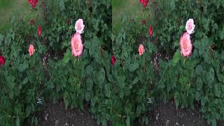 20140801 Royal National Rose Garden Part3 hsbs 3D
