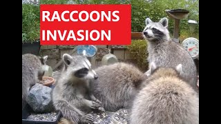 🦝 Raccoon Family in My Backyard. Raccoons feeding video. Relaxing video for cats and dogs to watch! by Relaxing Videos for Cats, Dogs, and People. 308 views 1 year ago 24 minutes
