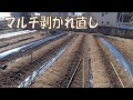 20210303 名瀬方面圃場 キュウリ・里芋 ～マルチ剥がれ直し