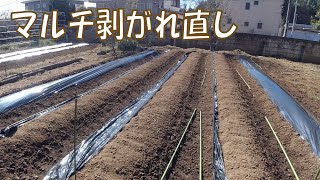 20210303 名瀬方面圃場 キュウリ・里芋 ～マルチ剥がれ直し