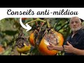 Comment lutter contre le mildiou de la tomate ?