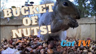 Cat TV: Squirrels & Chipmunks in A Bucket of Nuts Day 8