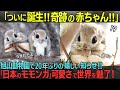 旭山動物園で20年ぶりの赤ちゃん誕生！「こんなにかわいい動物が日本にいるの!?」日本のモモンガ「エゾモモンガ」が世界を魅了する理由とは…？【海外の反応】※かわいすぎて癒されまくりです。