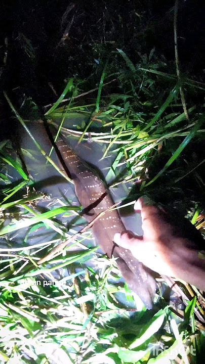 mendapatkan ikan lembat babon #joranparing #ikan