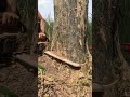 detik detik ambruknya pohon jati yang udah ribuan tahun🪵#chainsaw