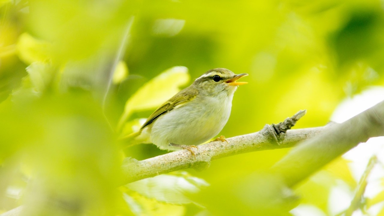 【リラックスBGM】鳥のさえずり　自然音で心を整えるライブ　作業用BGM、瞑想、睡眠前、読書の時間など