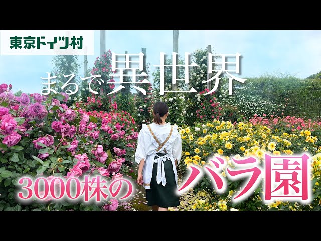 東京ドイツ村】超癒し空間！3000株のバラ園！満開！！ - YouTube