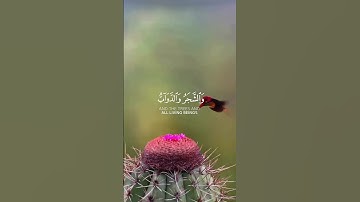 سورة الحج 🕋 الآية ١٨ 🌺