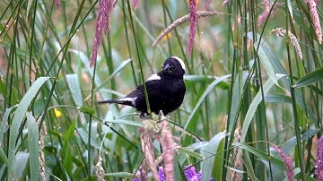 Bobolink on Heaven Hill: Call (1 July 2021)