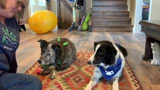 Trick Training - Cross Your Paws