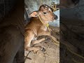 Baby cow 🐮 new bron