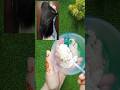 Rice water for hair growth #shorts #hair #trending #ytshorts #mehnazfaizvlog