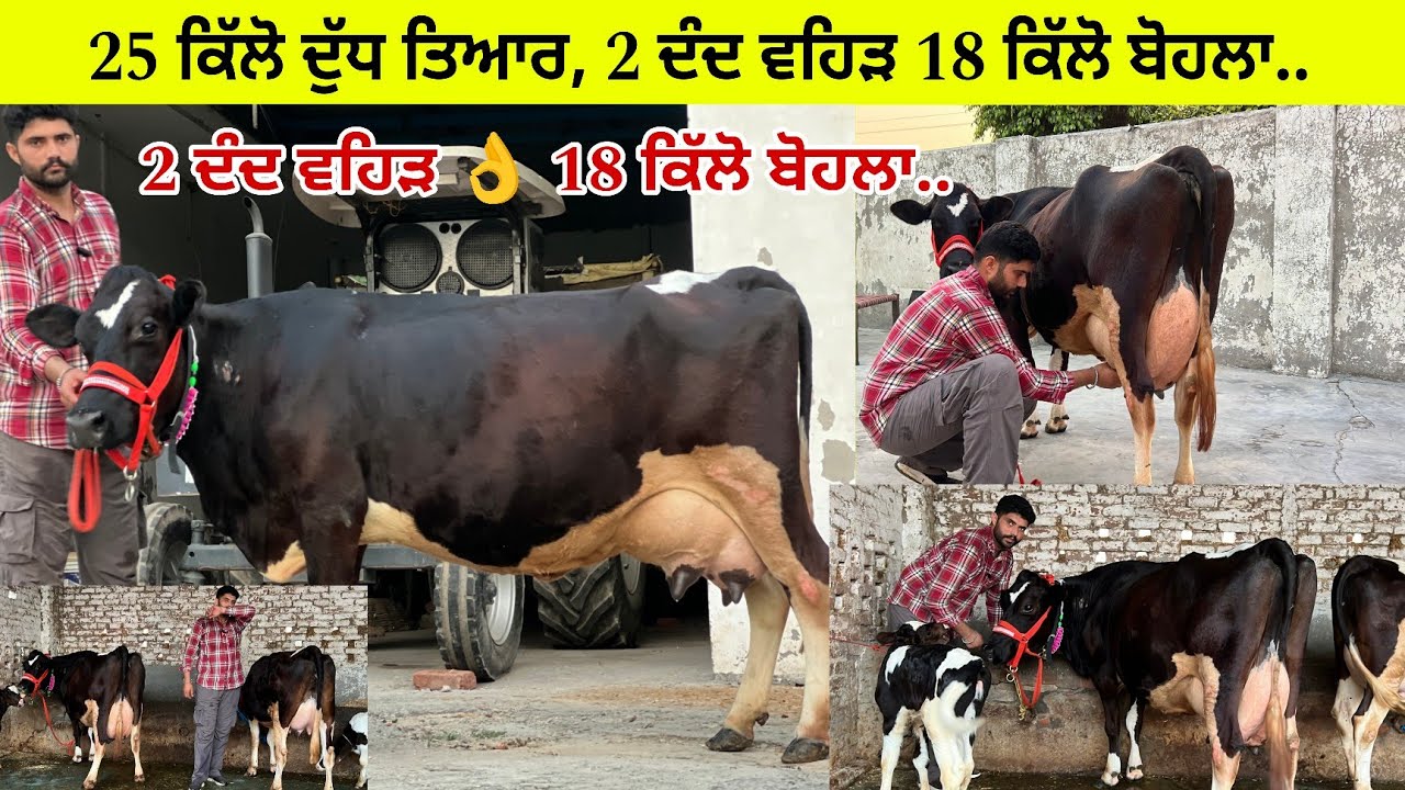 ਜਸਵੰਤ ਵਾੜਾ ਤੇਲੀਆ ਕੋਲ 2 ਘੈਟ ਵਹਿੜਾ ਮਗਰ ਵੱਛੀਆ/ 25 ਕਿੱਲੋ ਦੁੱਧ ਤਿਆਰ/ 2 ਦੰਦ ਵਹਿੜ 👌/ ਤਰਨਤਾਰਨ 